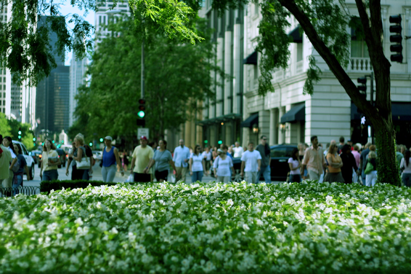 8-21-6 ~ flowerbed