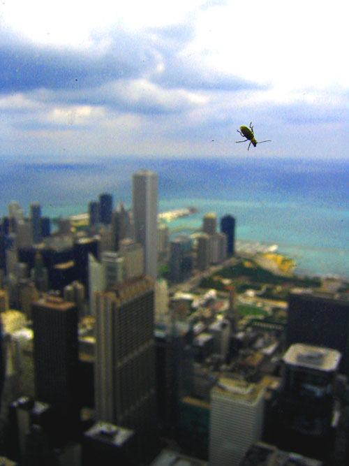 thinking of flight