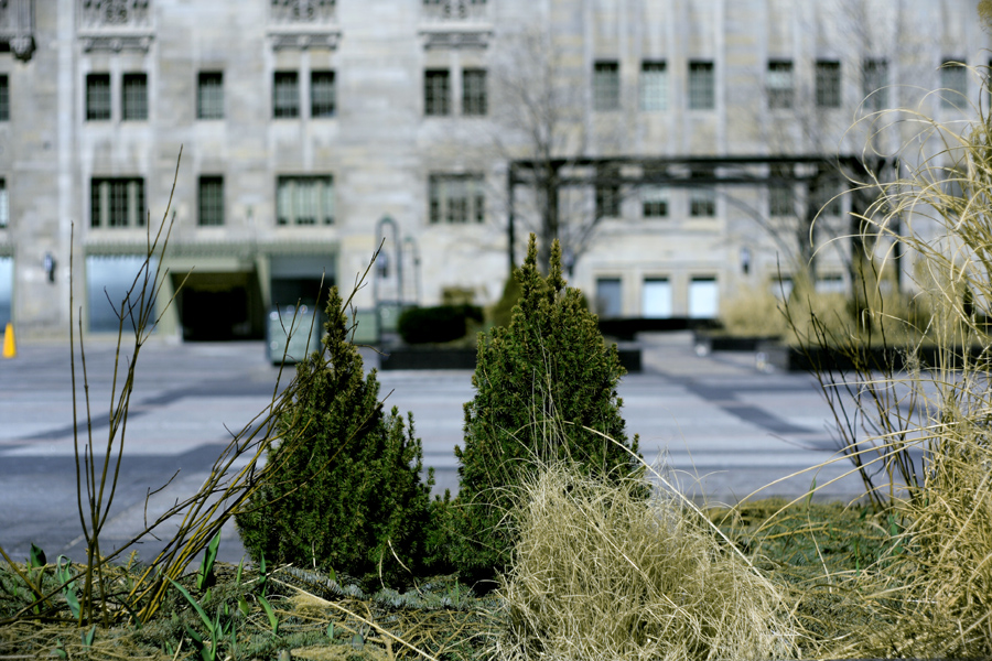 tiny forrest