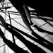 Stepping in Shadows