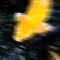 20060908_koi